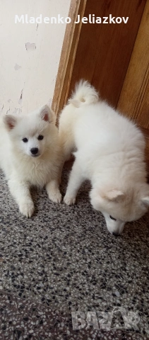 мини шпиц момиченца, снимка 7 - Померан - 53742570