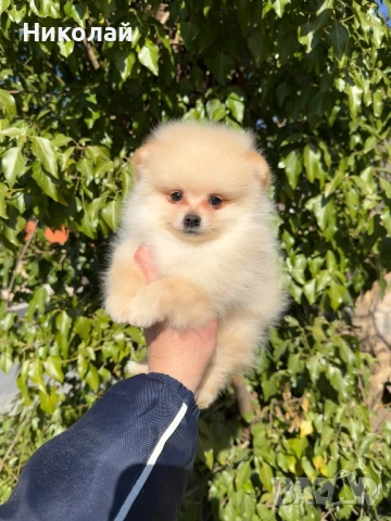 Померан мини момче със втора ваксина, снимка 2 - Померан - 53798503