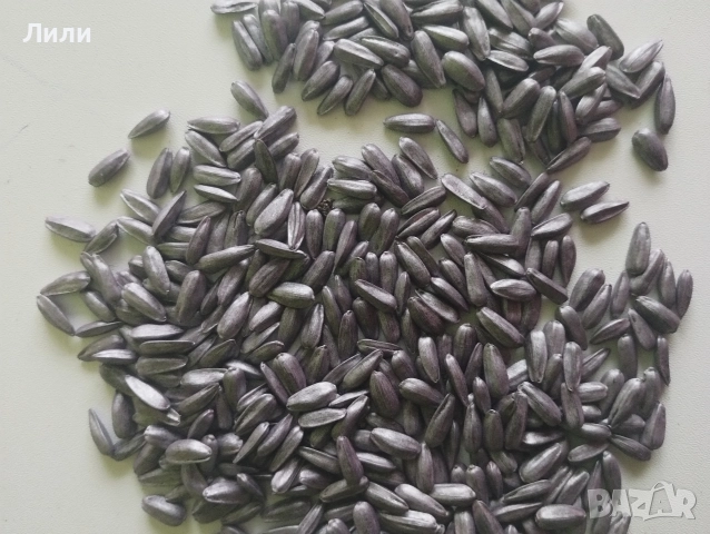 семе слънчоглед за сеuтба Lidea, снимка 6 - Сортови семена и луковици - 52837342