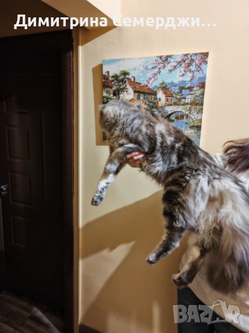 Мъжки мейн куун котенца , снимка 7 - Мейн кун - 52438961