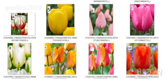 Луковици на лалета, снимка 17 - Разсади - 51436404