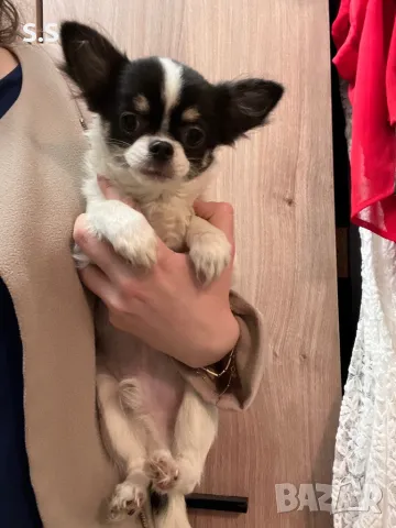 Прекрасно мини момче чихуахуа, снимка 2 - Чихуахуа - 49676283