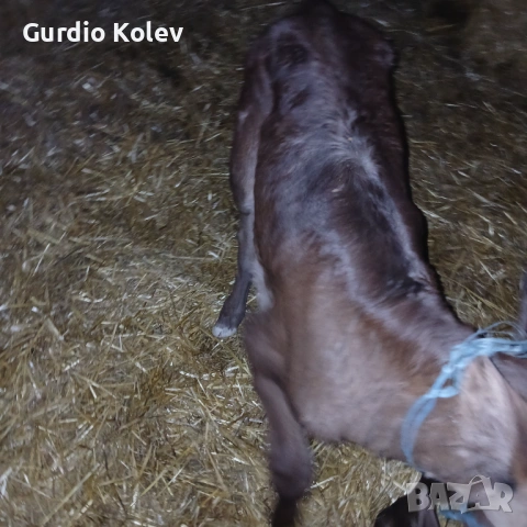 Телета , снимка 6 - Крави - 53483716