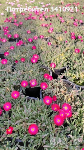 Делосперма 9 цвята, снимка 2 - Градински цветя и растения - 53849022
