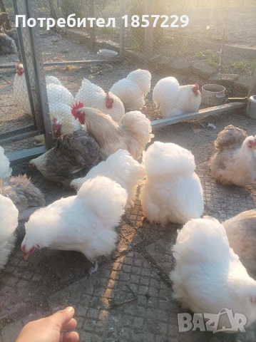 мини кохин кокошки , снимка 4 - други­ - 53816235