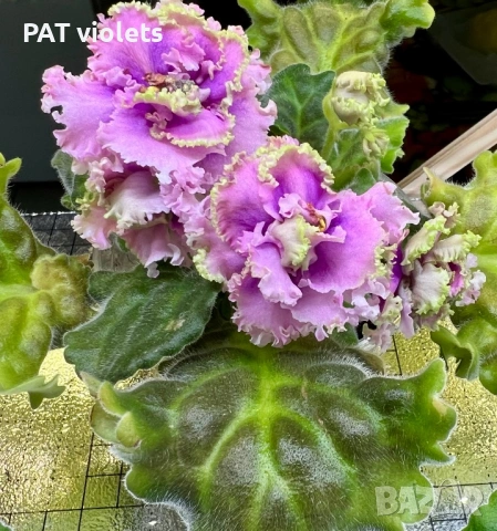 Saintpaulia Сейнтполия Сентполия African Violet Aфриканска теменужка стайна теменужка Фiалка цветя, снимка 17 - Стайни растения - 50025772