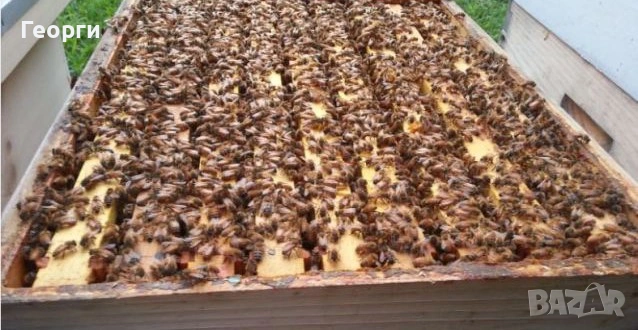 малки пчелни семейства, снимка 6 - За пчели - 53659628