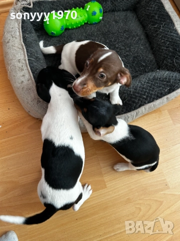 ДЖАК РЪСЕЛ ЖЕНСКО НА 2 МЕСЕЦА 2810251946, снимка 15 - Джак ръсел териер - 52215813