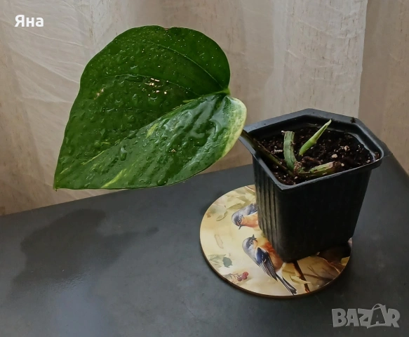 Мини растения - епипремнуми, дяволски бръшлян,монстера, снимка 6 - Стайни растения - 53712548