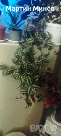 Tradescantia zebrina, снимка 6 - Стайни растения - 51996609