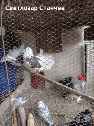 кускумрийки видове