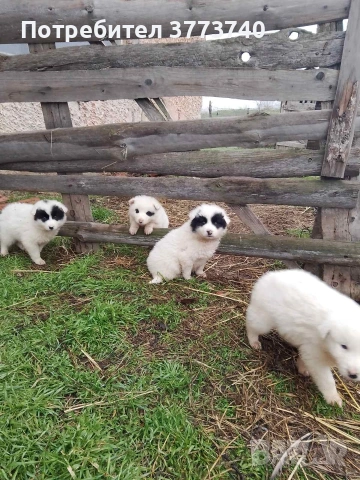 Подарявам кученца-каракачанки, снимка 5 - Каракачанска овчарка - 53012521