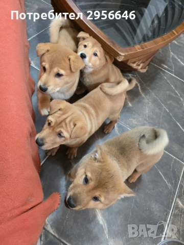 Продавам кученца