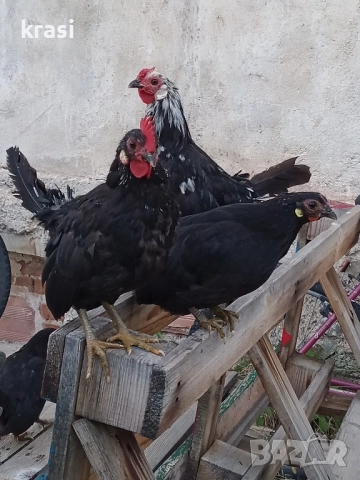 декоративни петлета и кокошлета, снимка 2 - други­ - 52408726