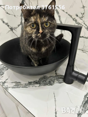 Британска късокосместа, снимка 7 - Британска късокосместа - 53438468