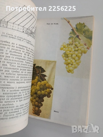 Производство на десертно грозде, снимка 7 - Специализирана литература - 53443430