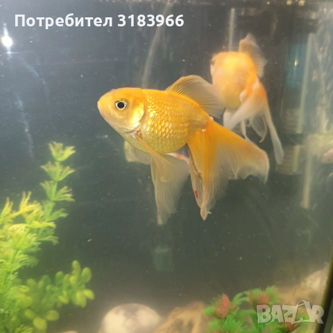 голям аквариум с рибки оборудван 50 х 40 х 24, снимка 4 - Аквариуми - 53830698