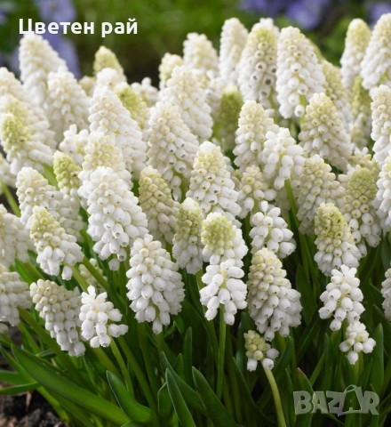 Луковици на мускари микс 10бр 5€, снимка 2 - Градински цветя и растения - 53639383