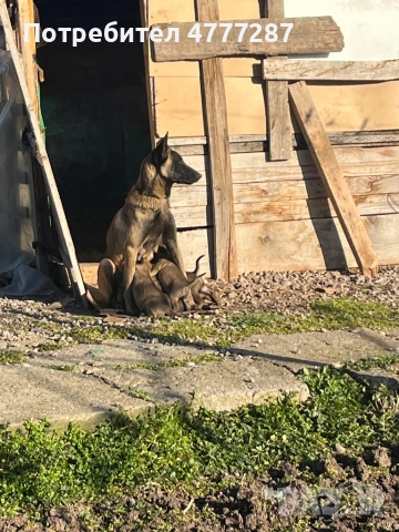 Малинуа микс, само женски , снимка 11 - Белгийска овчарка - 54108154