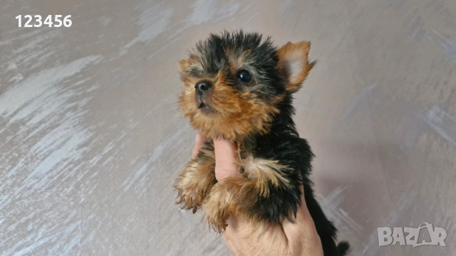 Йорки мини 