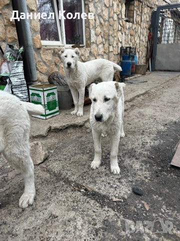 Продавам женски алабай, снимка 3 - Алабай - 54001463