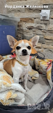 Мъжко чихуахуа на 3 год.