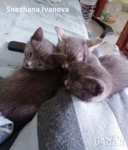 две сиви котенца момичета търсят семейство , снимка 2 - Руска синя котка - 45626946
