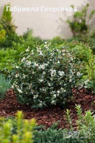 Ароматен османтос , снимка 2 - Градински цветя и растения - 52136785