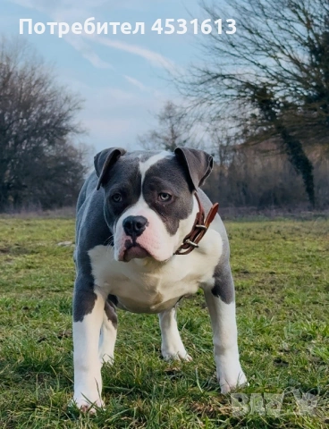 Уникално женско Американско Були XL (American Bully XL) – Blue & White