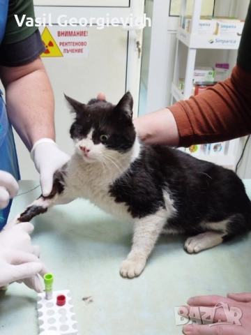 Коте.Котарак. Търси дом. Sweet boy looking for forewer home, снимка 3 - Други - 51690845