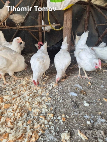 продавам ярки легхорн , снимка 2 - Кокошки и пуйки - 53679460