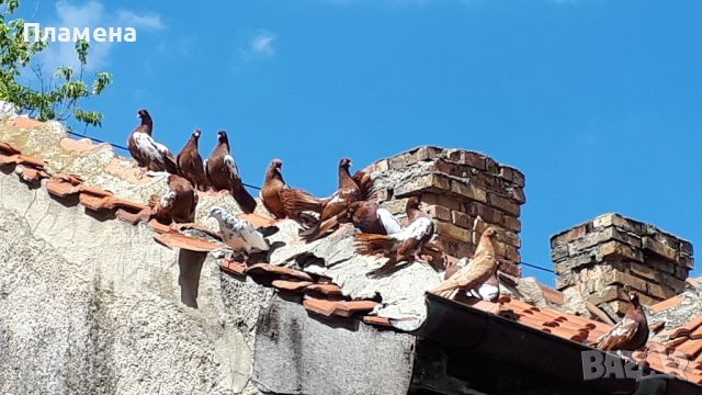 Белослатински червени гълъби, снимка 7 - Гълъби - 45657885