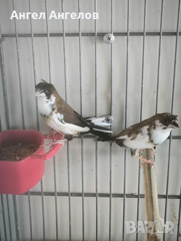 амадини,японки, снимка 6 - Амадини - 54130389