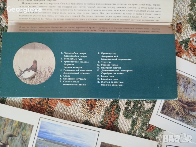 картички със птици и календар с картички, снимка 4 - Филателия - 53738458