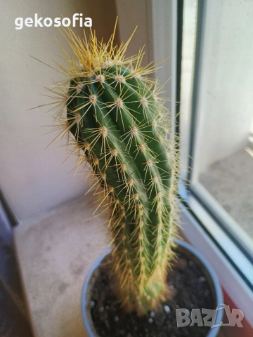 Продавам кактуси 3 броя, снимка 8 - Стайни растения - 53844933