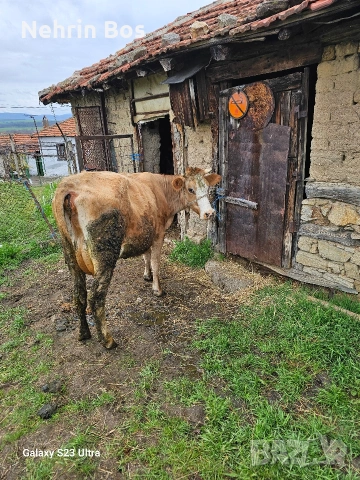 krava na 2 tele sls 18 litra mlako moje i sls trapa sls drugi jivotni, снимка 4 - Крави - 53935527