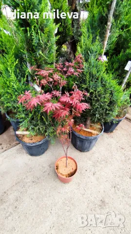 Продава се Японски Клен, Аcer palmatum Аtropurpureum, снимка 5 - Градински цветя и растения - 45026729