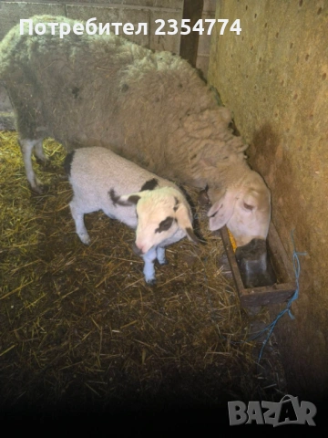 овце с агнета, снимка 4 - Овце - 53711725