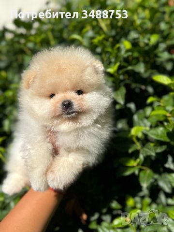 Померан, Pomeranian girl and boy , снимка 1 - Померан - 46496326