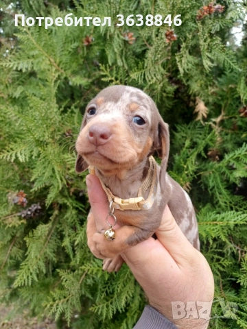 Мини дакел, снимка 3 - Дакели - 52328965