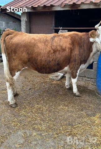 Продавам Крава за Клане