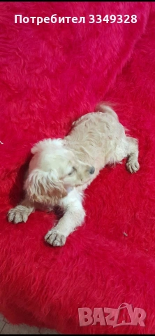 кокер шпаньоли, снимка 5 - Кокер шпаньол - 54056836