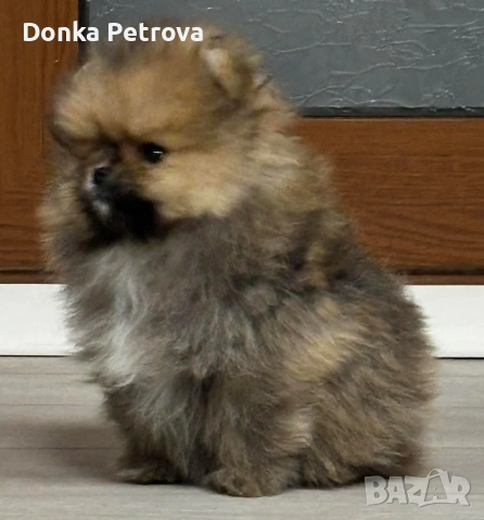 померан, снимка 3 - Померан - 53327032