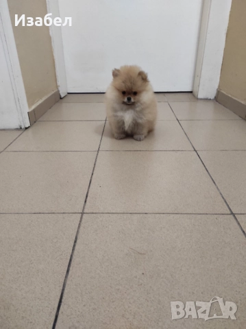 Женски померан 