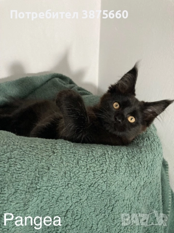 Мейн-куун котенца, снимка 10 - Мейн кун - 52347447