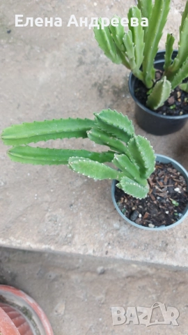 Сукулентно растение СТАПЕЛИЯ, снимка 5 - Стайни растения - 52028370