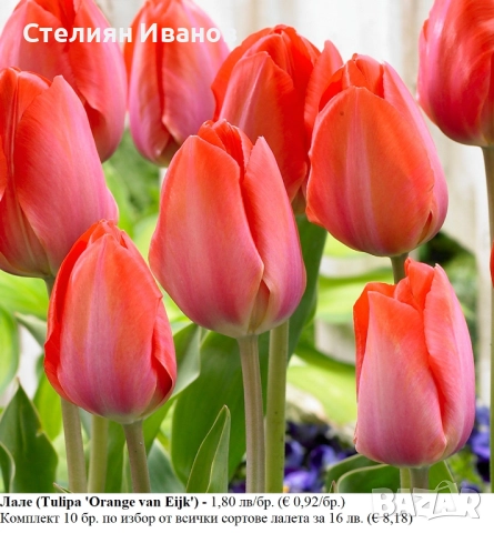 СОРТОВИ ЛАЛЕТА – ЛУКОВИЦИ - част 1, снимка 12 - Сортови семена и луковици - 52372815