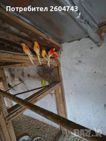 Продавам различни видове папагали , снимка 2 - Папагали - 52892178