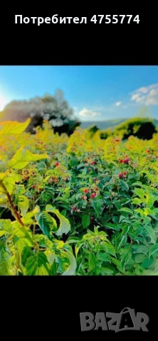 Качествен разсад ягоди и малини, снимка 11 - Разсади - 53732517
