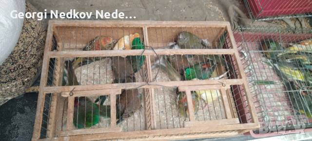 Продавам пойни папагали , снимка 10 - Папагали - 53620175